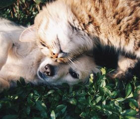 Cats and dogs can actually be best friends if cared for together
